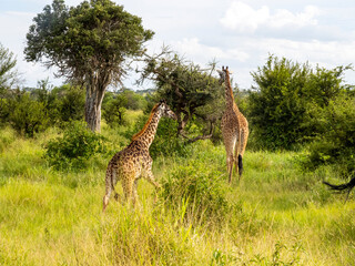Naklejka na ściany i meble Serengeti National Park, Tanzania, Africa - February 29, 2020: Giraffes grazing along the savannah