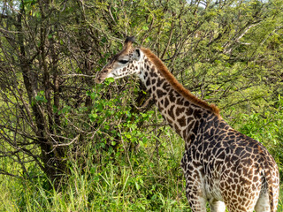 Fototapeta na wymiar Serengeti National Park, Tanzania, Africa - February 29, 2020: Giraffes grazing along the savannah