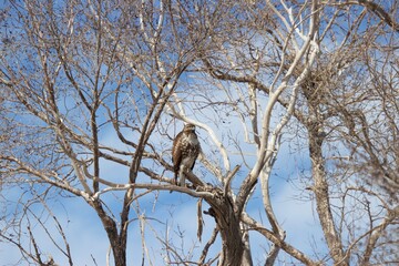 Juvenile Bald Eagle