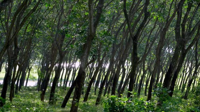 Rubber tree plantation in the wind. Trees in the forest. Beauty in nature