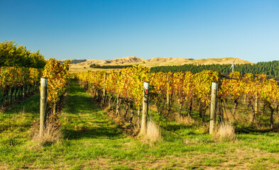 Fototapeta premium Golden Vines