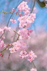 輝く桜