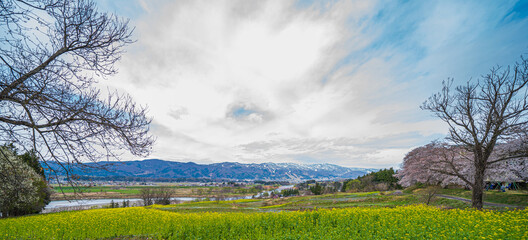 田舎の菜の花と桜