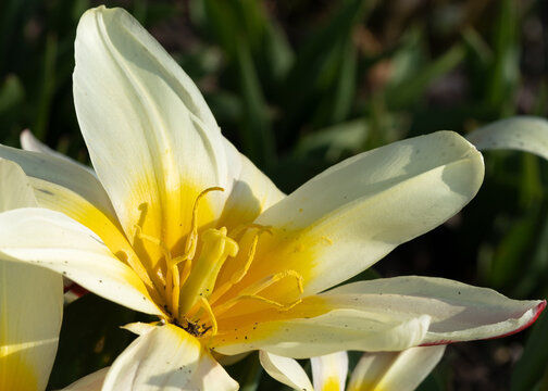 Closeup of a white tulipa kaufmanniana in a garden under the sunlight with a blurry background