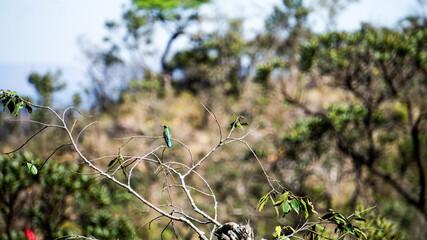 Beija-Flor a beira da Cachoeira do Abacaxi em Itabirito - Minas Gerais, Brasil