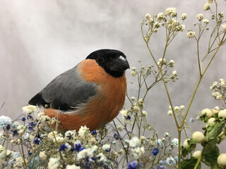 bullfinch sits on flowers on a gray background