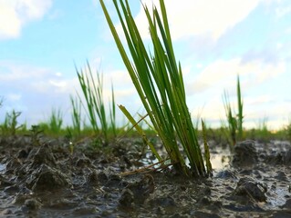 Obraz premium Paddy plant int the ricefield