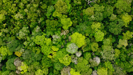 Green Caribbean Jungle