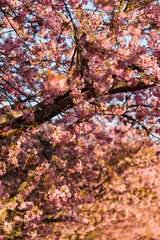 河津桜　満開　アップ