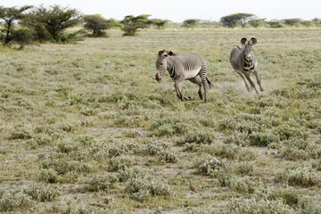 Male Grevy's zebra chasing another out of its territory, Buffalo Springs/Samburu Game Reserve, Kenya