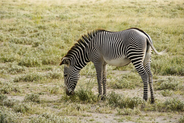 Fototapeta premium Grevy's zebra grazing, Buffalo Springs/Samburu Game Reserve, Kenya