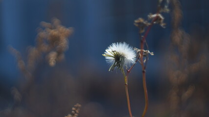 dandelion in the wind