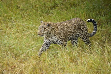 Female leopard walking through long, wet grass, Masai Mara Game Reserve, Kenya