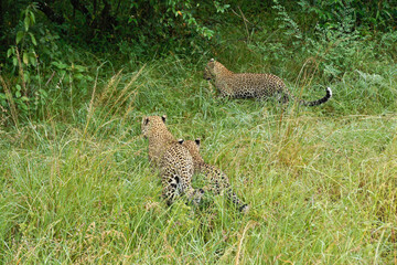 Fototapeta na wymiar Female leopard taking her two cubs through long grass into the safety of deeper vegetation, Masai Mara Game Reserve, Kenya