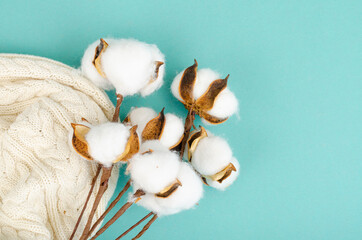 Composition with cotton flowers on bright background.