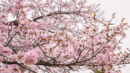blossoming cherry trees