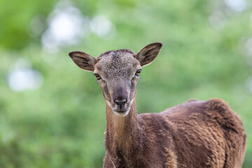 portrait of a female ibex