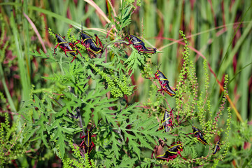 black grasshopper lubber