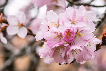 Close up of a beautiful branch of cherry blossom in spring
