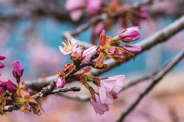 Close up of a beautiful branch of cherry blossom in spring