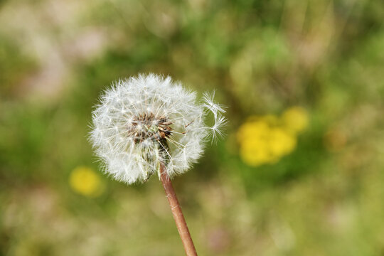 そよ風の吹く の画像 5 件の Stock 写真 ベクターおよびビデオ Adobe Stock
