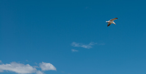  Seagull was flying above Chelsea Beach during summer, Australia Dec 2019.