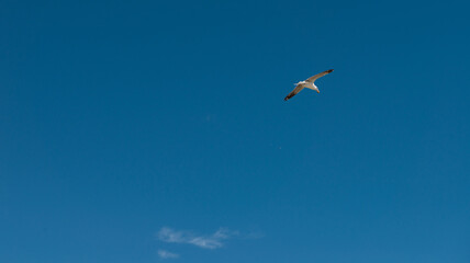 Seagull was flying above Chelsea Beach during summer, Australia Dec 2019.