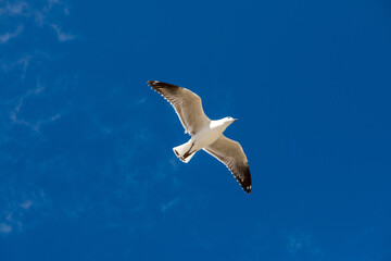  Seagull was flying above Chelsea Beach during summer, Australia Dec 2019.