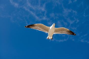  Seagull was flying above Chelsea Beach during summer, Australia Dec 2019.