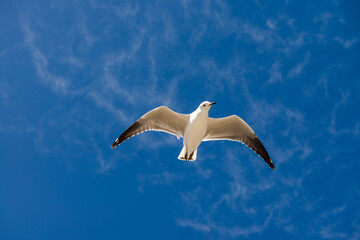  Seagull was flying above Chelsea Beach during summer, Australia Dec 2019.