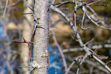 Thicket of thorns on a honey locust