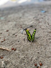butterfly on the beach