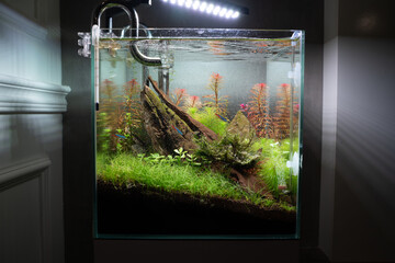 View of Modern aquarium aquascape design in living room.  A beautiful fresh crystal clear water aquascape aquarium with aquatic plants,  and hardscape