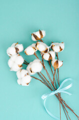 Composition with cotton flowers on bright background.