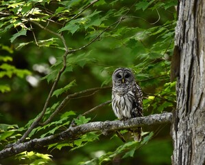 Barred Owl Perched in Tree