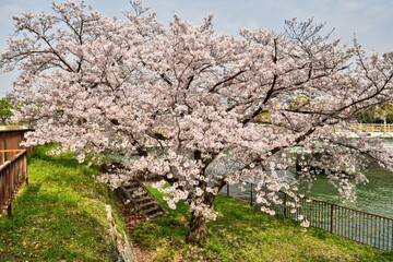 大阪城の桜
