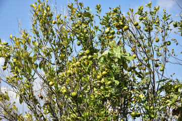 Fototapeta na wymiar Green oranges on a tree