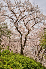 Fototapeta na wymiar 大阪城の桜