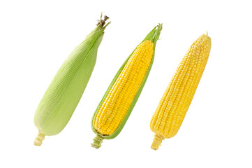 Set of sweet corn isolated on white background.