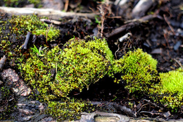 moss on a tree
