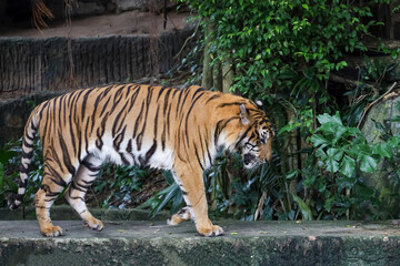 Close up bengal tiger is beautiful animal and dangerous in forest
