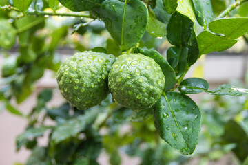 Fresh Bergamots and leaves on tree with water drops on them fruity,   with herbaceous bergamia Aroma