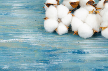 Composition with cotton flowers on bright background.