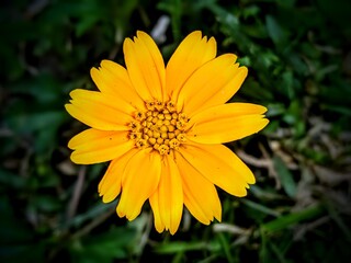 yellow flower in the garden