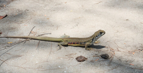 Butterfly agama or Small-scaled or Ground lizard on the sand at Khao Sam Roi Yot National Park, Orange and black color stripes on yellow and brown skin of Tropical reptiles in Thailand