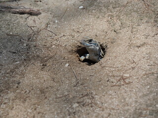 Butterfly agama or Small-scaled or Ground lizard in the burrow on the sand at Khao Sam Roi Yot National Park, Tropical reptiles in Thailand