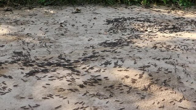 Swarms of black bugs crawling on the ground, plagues of insects and famine