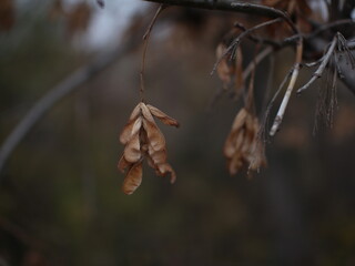 leaves on a tree