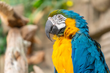 Blue-yellow macaw parrot with a huge beak looks at the camera close-up. Big ara parrot