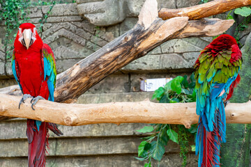 Flock of red macaw parrot with a huge beak sit on the branch on jungle background. Big ara parrot close-up © Oleg